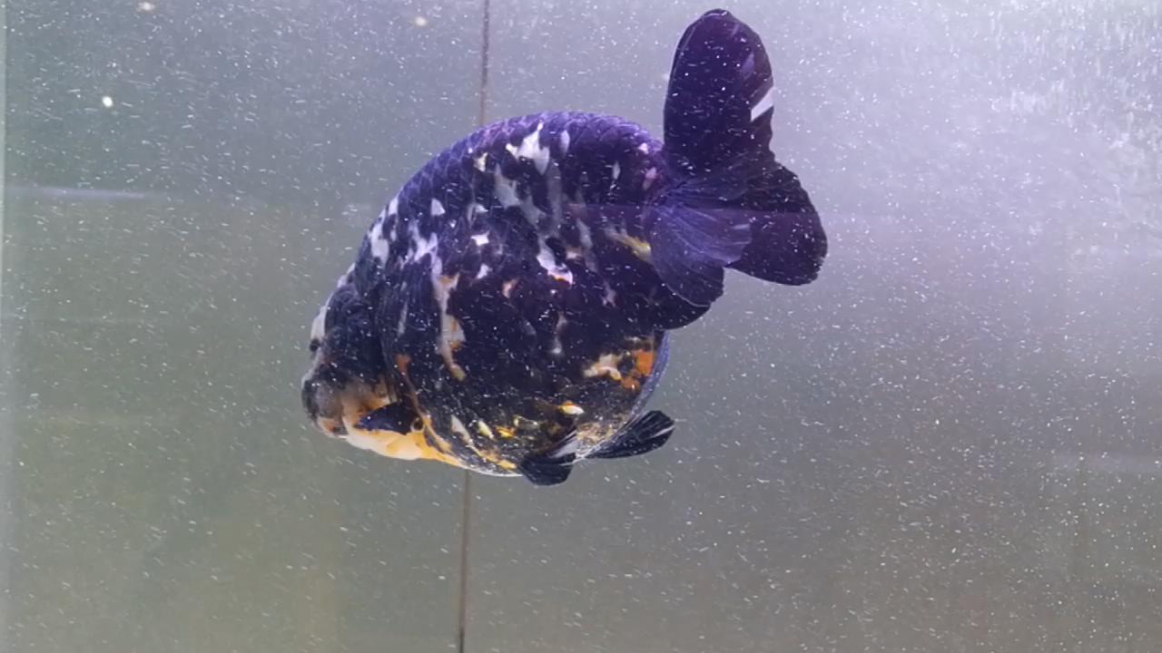 兰寿金鱼水质不好得病了怎么办,兰寿金鱼品相不好淘汰怎么处理