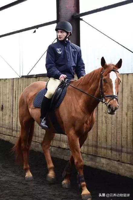 必备的马术知识,马术能不能速成