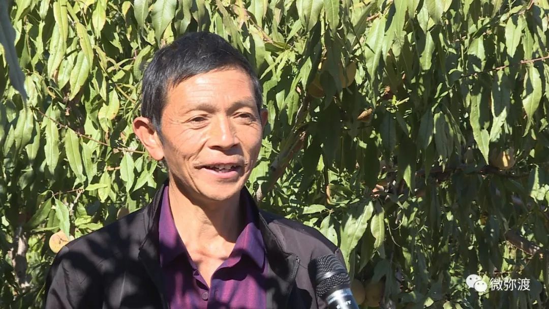 冬桃挑起农特“群英汇”，雾本丰收季电商很给力