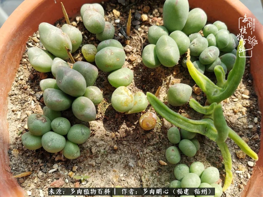 唯美雅致意境飘逸的多肉,蝶舞悠然多肉视频