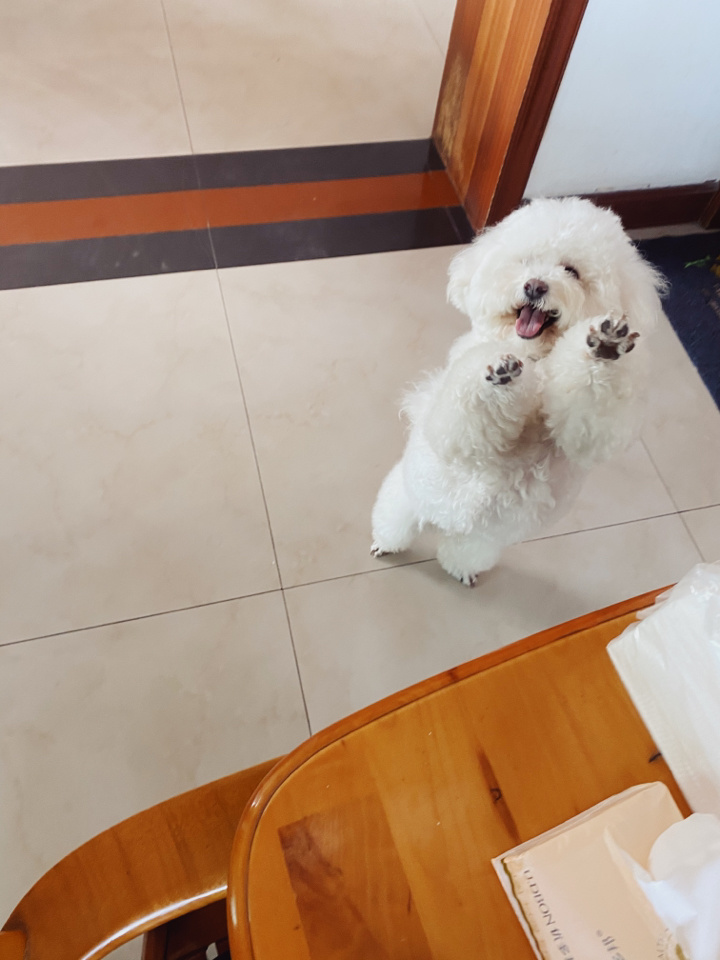 在米拍聚众吸猫吸狗是一种怎样的体验？