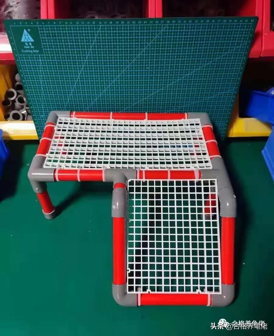 养龟细节与技术,养龟龙眼叶红色与绿色的哪个好