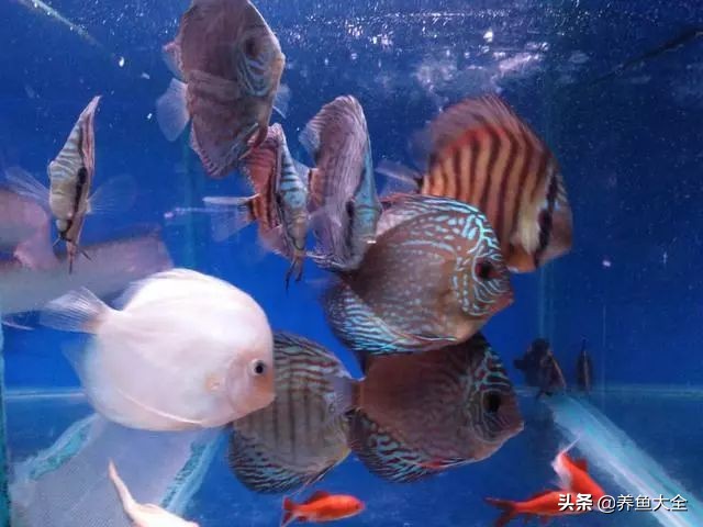 养水母和养鱼哪个难,养鱼真的那么麻烦吗