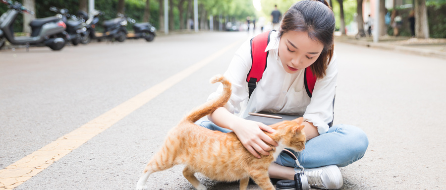 什么猫粮才是好猫粮,什么猫粮营养最好