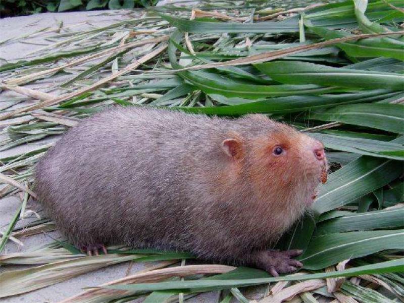 新手竹鼠养殖技术指南,养竹鼠的技术和养殖方法