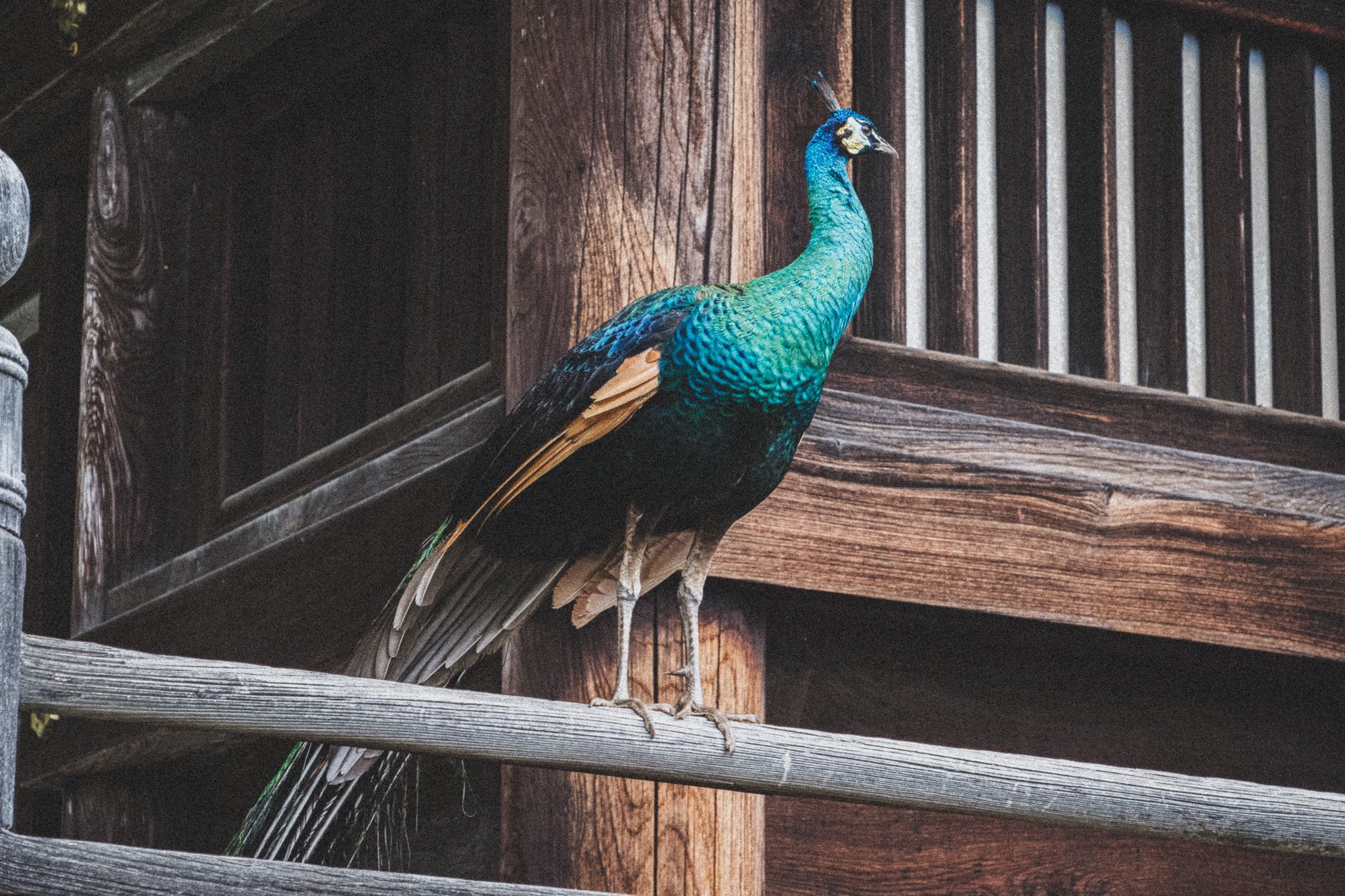 日本网友拍到凤凰,有人拍到凤凰的照片