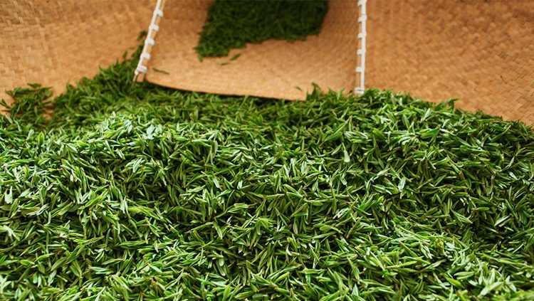 铁观音老茶的误区,铁观音认知的十大误区