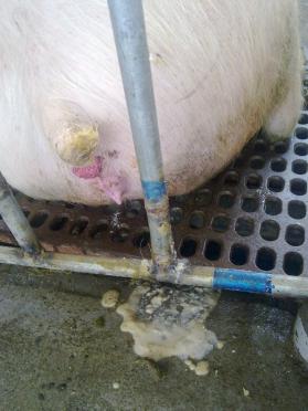 后备母猪排出白色粘液是怎么回事,后备母猪排出淡黄液体