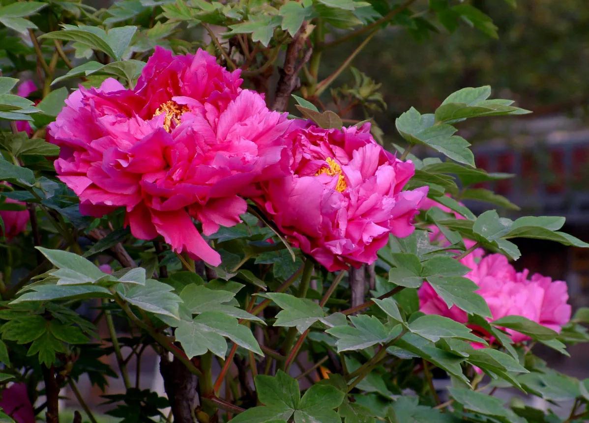 春季盆栽牡丹花蔫了怎么办,牡丹花夏季枯萎的原因有哪些