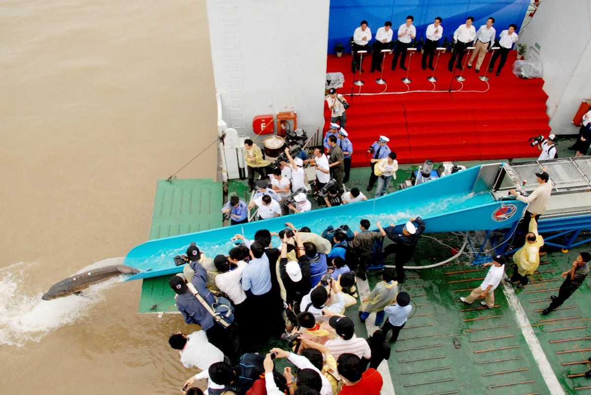 长江鲟中华鲟等长江珍稀濒危鱼类,中国淡水鱼专家谈长江白鲟