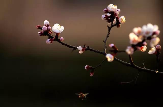 中国十大名花你认识几种呢,中国十大名花你喜欢哪种呢