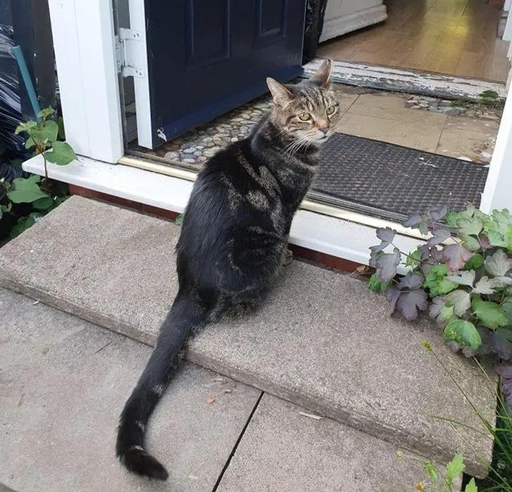 与陌生的猫接触,两只不认识的猫咪相遇会发生什么