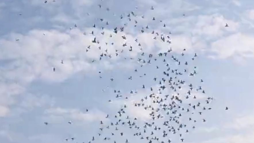 开尔鸽业春赛第一名,开尔鸽业1000多万的鸽子