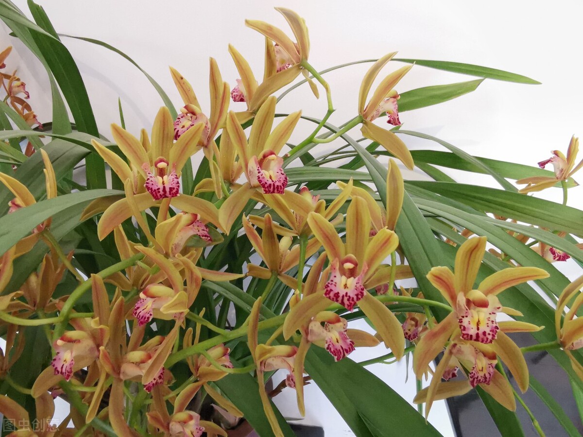 兰花的花苞怎么养才会长大,兰花出花苞怎样养