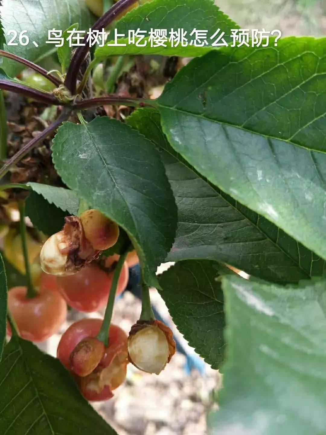 今年栽的樱桃树苗受涝怎么办,樱桃树苗上爬蚂蚁怎么办