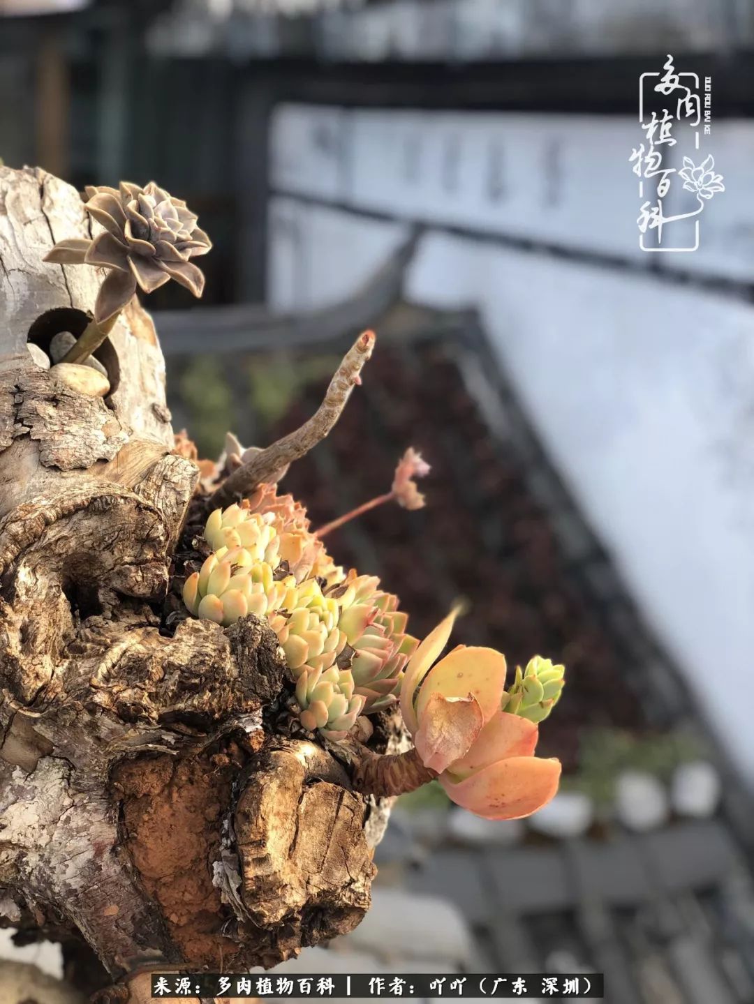 涓冨僵浜戝崡澶氳倝,浜戝崡澶氳倝涔嬫梾