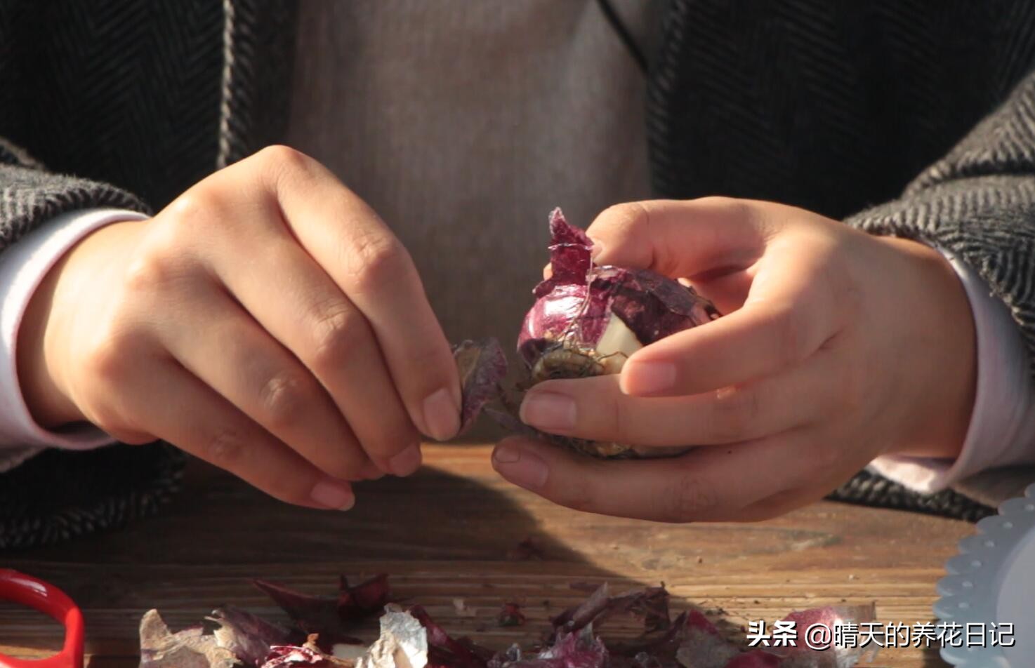 水培风信子蔫了怎么办,水培风信子发霉