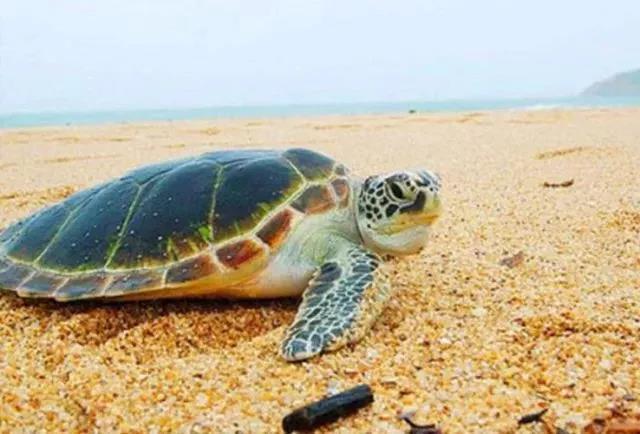 惠州双月湾君廷酒店五一一口价,惠州双月湾君廷度假酒店两房一厅