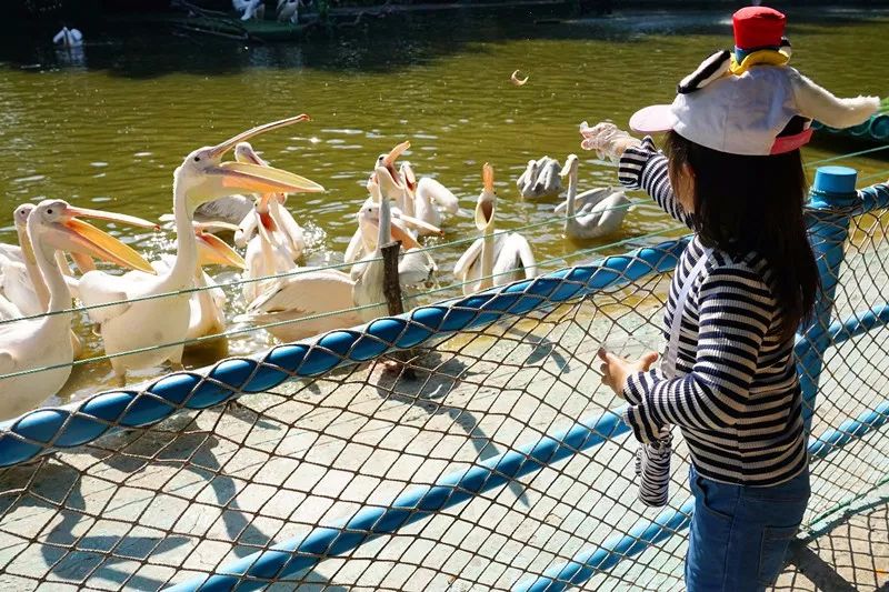 广州旅游攻略长隆动物世界,亲子游广州长隆动物园