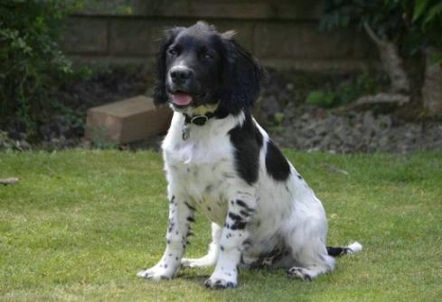 狂犬过了三个月怎么打,幼犬狂犬什么时候打