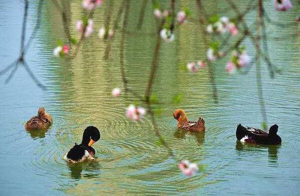 「原创诗词」侯*红庆**|笑傲枝头清骨冷此花不与百花同