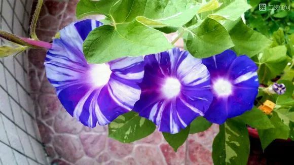 牵牛花到处游,牵牛花随便种