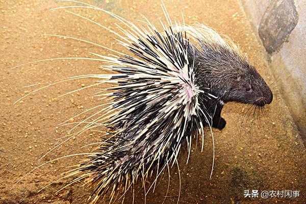 养殖豪猪效益怎么样,豪猪效益