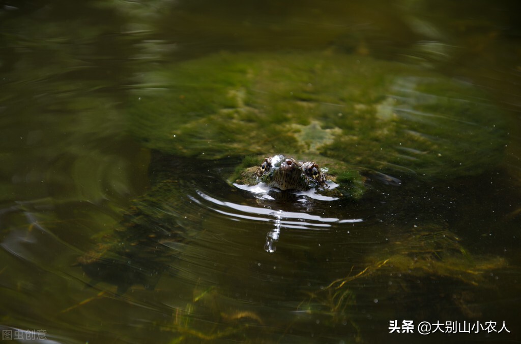 甲鱼枪打甲鱼浮头打什么位置,甲鱼枪打甲鱼全过程