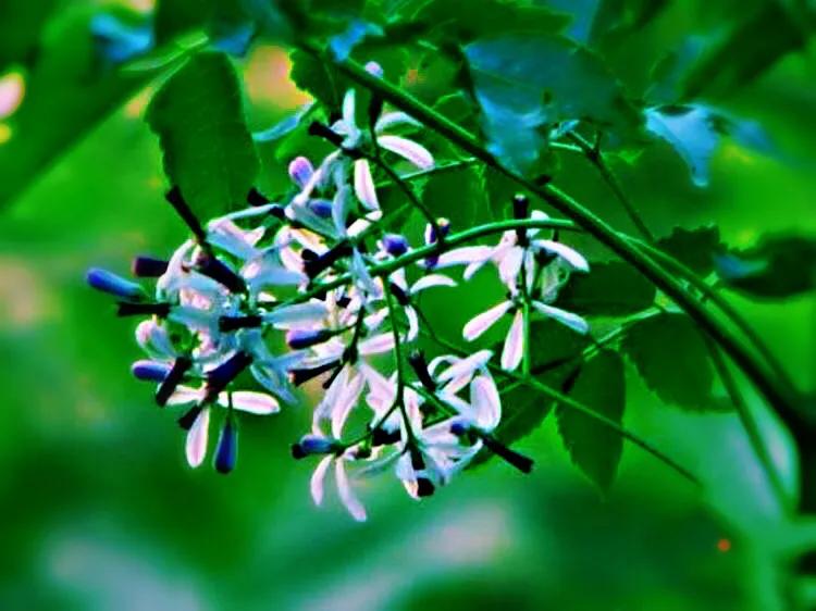 苦楝花盛开香气怡人,苦楝花的香气怎样形容