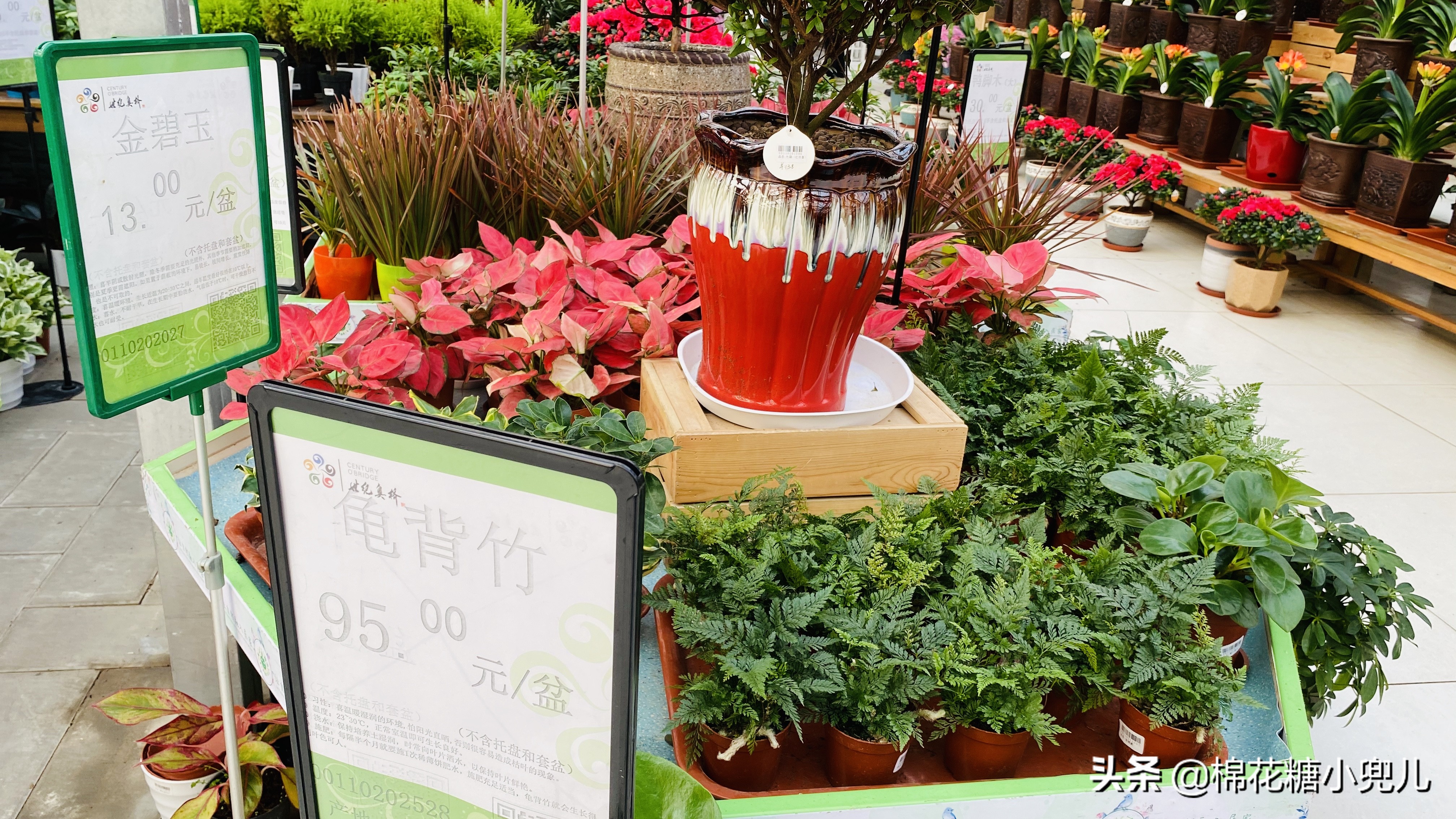 北京开了第一家绿植花卉大超市,北京最大花卉绿植市场