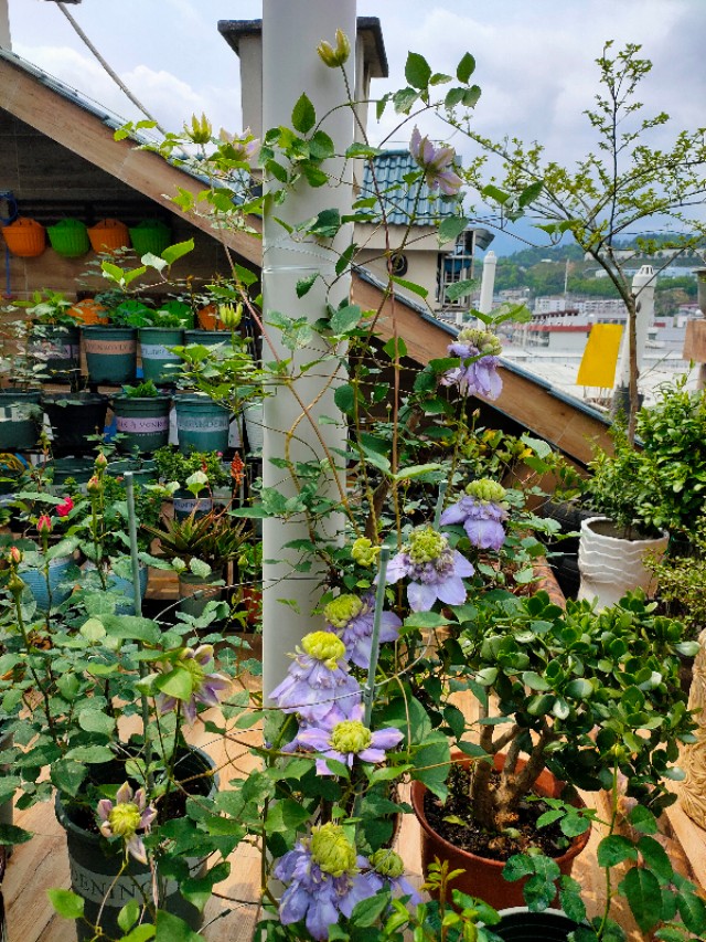 不用木头自制花架最简单的方法,请教DIY高手如何自制花架