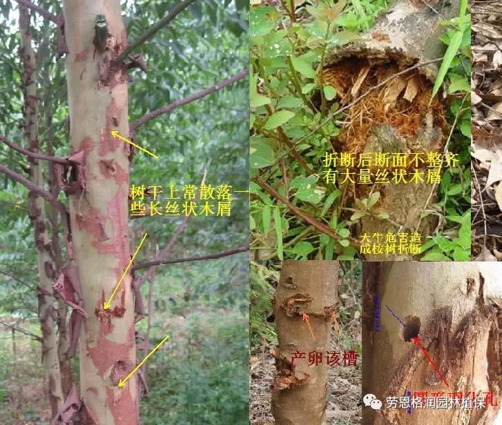 各类植物害虫的防治方法,园林蛀干害虫防治方法