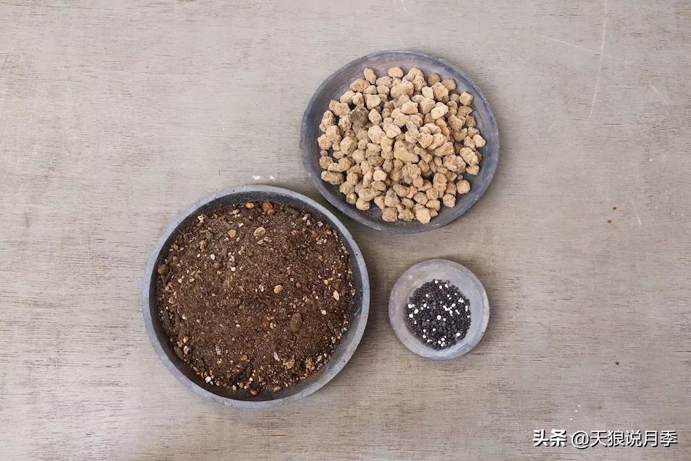 三色堇花卉盆栽,四季开花盆栽三色堇