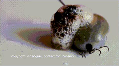 蜱虫在猪身上有什么危害,蜱虫的危害用什么药能除