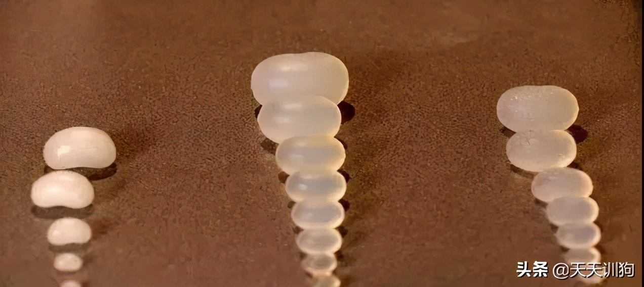 一只绝育的公狗,被绝育的狗子