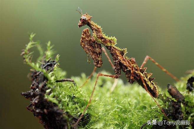 vivo手机微距拍摄技巧,手机微距拍摄技巧视频教程