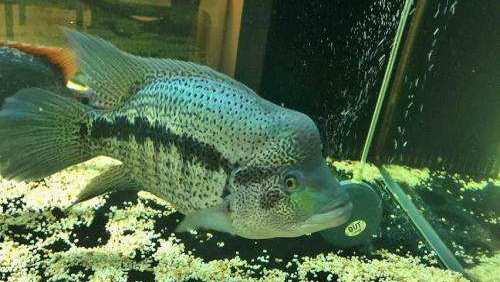 南美慈鲷,慈鲷有黑色的吗