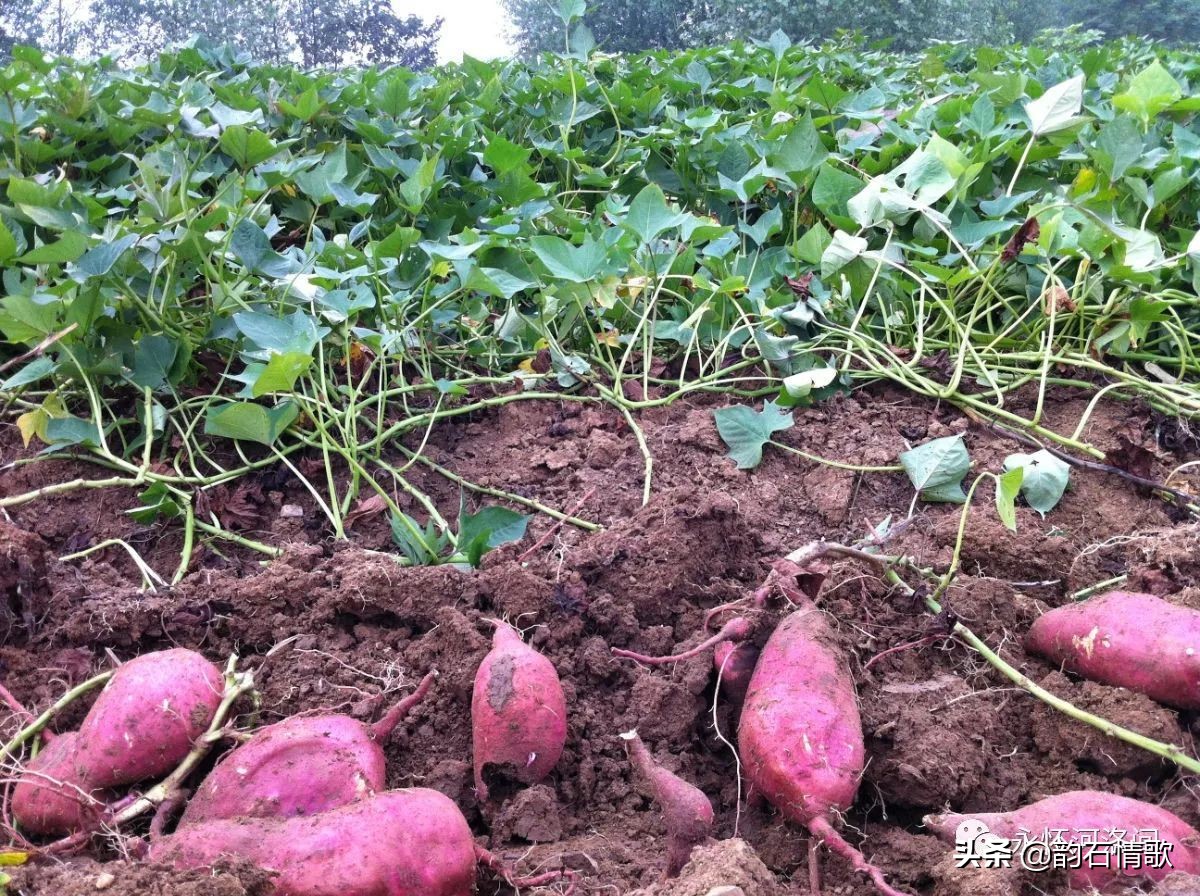 回忆离休干部父亲,回忆共产党员的父亲