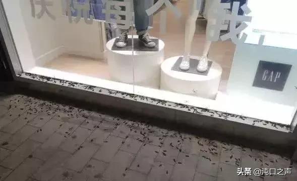 武汉家白蚁防治方法,如何预防白蚁消灭白蚁