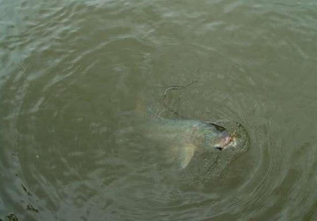 手竿钓大头鱼的最佳方法,手竿钓大头鱼的鱼饵料什么最好