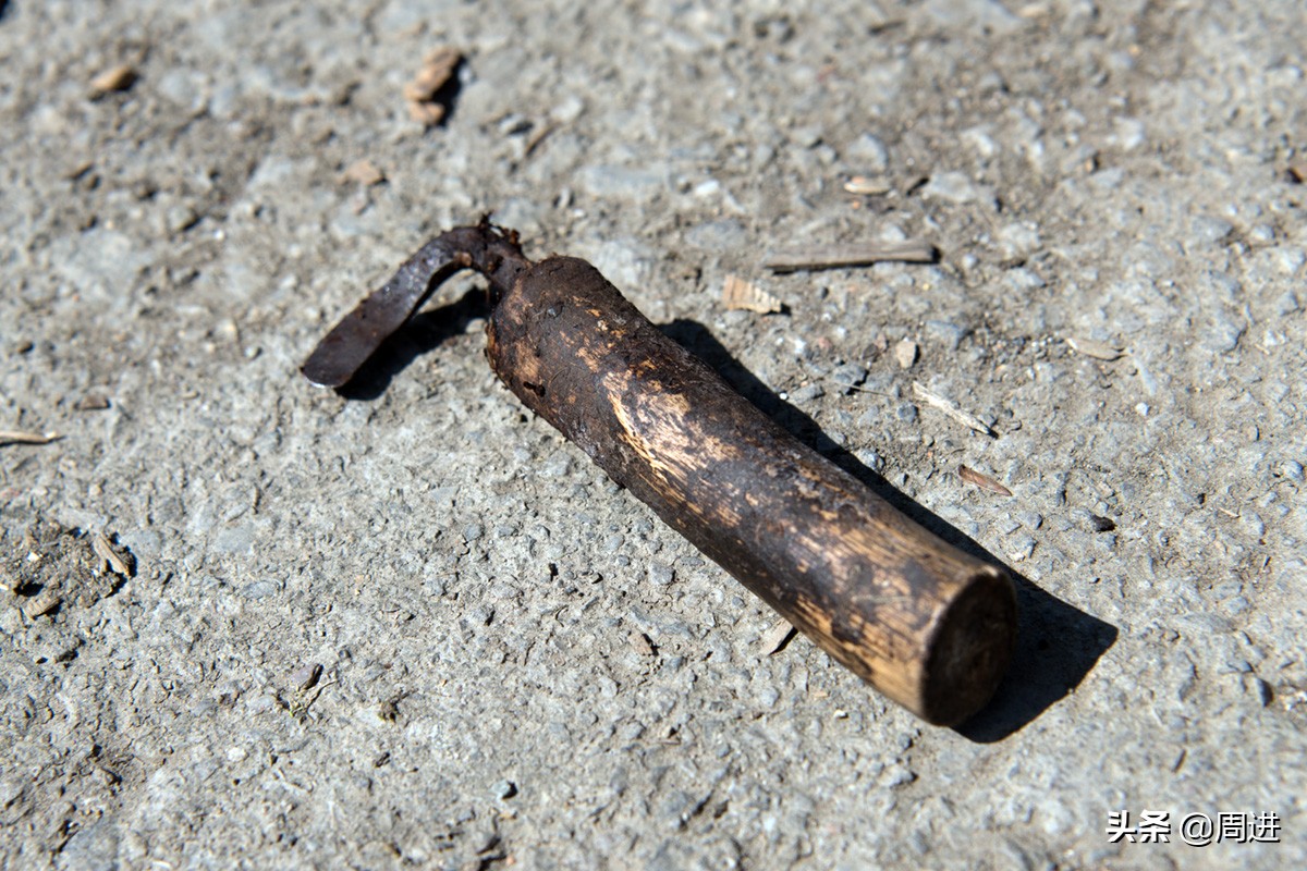 80岁老夫妻捡拾桐子果，剥壳晒干后卖2元1斤，能卖一分算一分