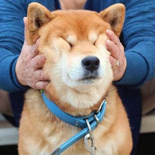 狗狗项圈对狗狗有害处吗,狗狗项圈太紧会造成气管塌陷