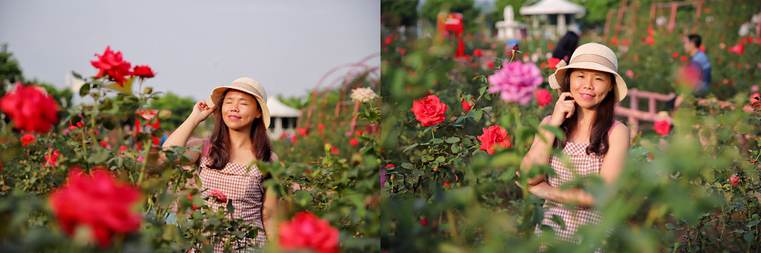 广州粉色浪漫花海,广东秋天粉色花海