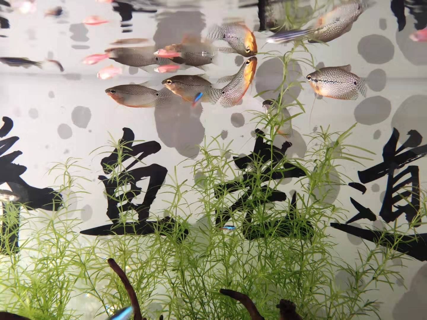 10年鱼缸漏水有必要维修吗,鱼缸烟丝补漏法