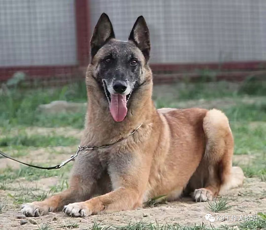 马犬起源历史,马犬起源