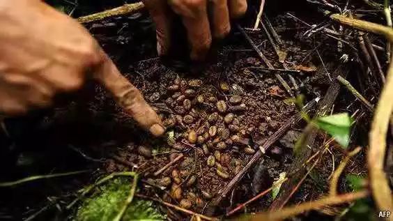 猫屎咖啡真的是用猫屎做的吗,市面上普通的猫屎咖啡是真的吗