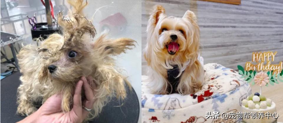 约克夏邋遢吗,约克夏脏兮兮