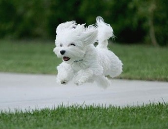 这几种高颜值狗狗你认识哪些,盘点最靠谱的狗狗看看你知道几种