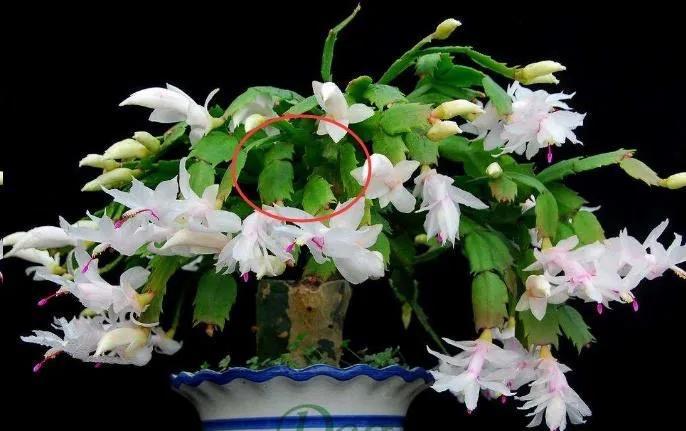 养了3年的蟹爪兰,养了两年的蟹爪兰