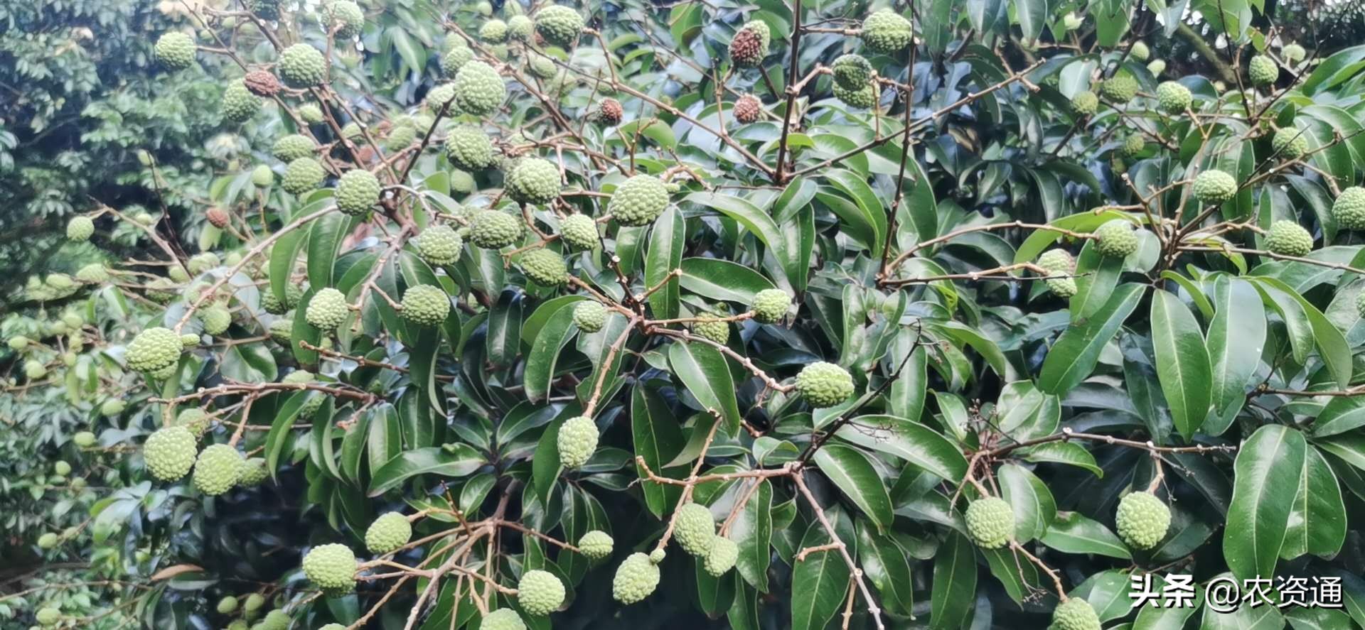 膨大剂的使用方法和注意事项,膨大剂对人毒性大吗